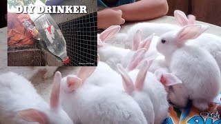 DIY DRINKER  RABBIT DRINKER [upl. by Studley]