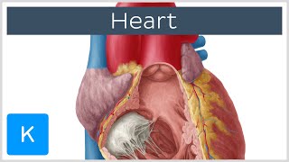 Anatomy of the Heart Ventricles Atria and Functions  Human Anatomy  Kenhub [upl. by Morita211]