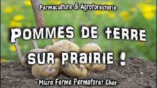 PERMACULTURE amp PLANTER LES POMMES DE TERRE SUR PRAIRIE AU JARDIN POTAGER LA VRAIE MÉTHODE [upl. by Aiksa]