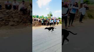 dog res Kolhapur👑🔥  Dog Race  Kolhapur Dog RacingDog Race MaharashtraDog Race kholapur shorts [upl. by Brest281]