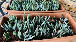 GROWING BLUE CHALK  SENECIO SERPENS  PROPAGATION AND CARE GUIDE [upl. by Nnazus]