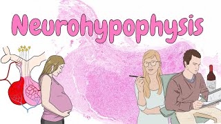 Neurohypophysis  endocrine system histology [upl. by Namzzaj]