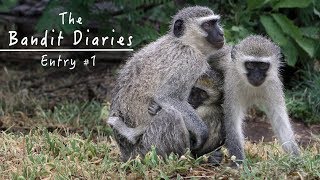 Wild Vervet Monkeys  Peaceful Nature Documentary HD  The Bandit Diaries  Entry 1 [upl. by Fatimah]