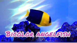 New Reef Fish BICOLOR ANGELFISH [upl. by Hauhsoj]