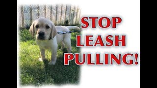 How to train your PUPPY to walk on a loose leash [upl. by Lull531]