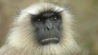 Hanuman Langur the Leaf Eating Monkey [upl. by Care279]