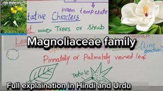 Magnoliaceae FamilyVegetative characters and floral charactersEconomic importance [upl. by Abelard324]