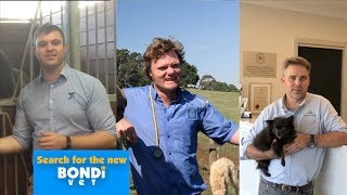 Compilation 25  Search for the New Bondi Vet [upl. by Yrkcaz]