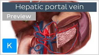 Hepatic Portal Vein preview  Human Anatomy  Kenhub [upl. by Aivan]