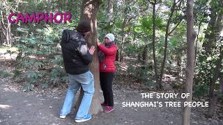 Camphor The Story of Shanghais Tree People [upl. by Felicidad327]