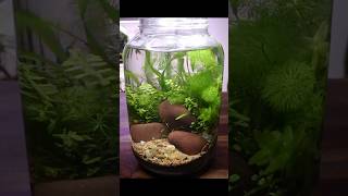 Testing ammonia levels in a jar aquarium [upl. by Budwig740]