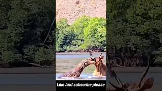 Raw Power Komodo Dragon Attacks Deer in River  Shocking Animal Footage [upl. by Ecarg685]