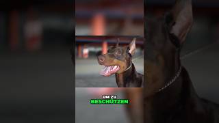 Zum Beschützen gezüchtet🐶 [upl. by Juni]