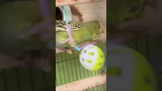 Budgies fighting 😱budgies budgielove budgie birds pets musica music cover tbt [upl. by Aime]