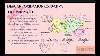 BIOQUIMICA  GLÚCIDOS I VIENTO NO HIBERNA [upl. by Trauts333]