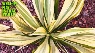 FURCRAEA FOETIDA MEDIOPICTA  A close relative to the Agave  MASSIVE FLOWER STALK [upl. by Balling]