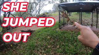 1 DOGMANS POV TAKING CARE OF 30 PLUS DOGS VLOG 11 LIFE OF THE DOG GOD NINA KEEPS JUMPING OUT [upl. by Monafo609]