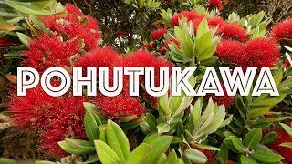 Pohutukawa  New Zealand Christmas Tree  DJI Mavic Pro [upl. by Sevein405]