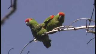 Thickbilled Parrots in Chihuahua Mexico [upl. by Adnomal453]