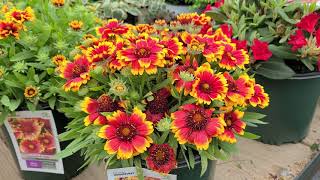 Gaillardia Arizona Sun amp Celebration Blanket FlowerBOLD 🌟Colorful NATIVE Perennial Varieties [upl. by Cullin439]