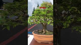 Bonsai Kupa Landak Sysgium Cauliflora bonsaitree bonsaiart balakacida short [upl. by Ailemap518]