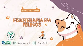 FISIOTERAPIA EM FELINOS 🧡😻💜 [upl. by Eissac814]