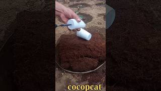 How to use cocopeat Brick gardening cocopeat shorts [upl. by Eceinej527]