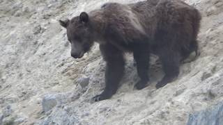 MOUNTAIN GOAT GRIZZLY BEAR ENCOUNTER IN CANADIAN ROCKIES [upl. by Patrizia]