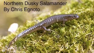 Northern Dusky Salamander found while herping [upl. by Macnamara854]