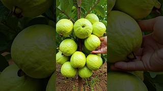 🌿Grow Guava Tree Faster with These Simple Tips guava fruittree [upl. by Orravan]