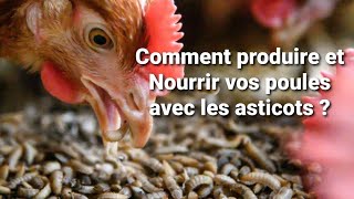 Comment Produire et nourrir vos poules avec les asticots [upl. by Amasa]