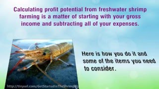 How Profitable Is Shrimp Farming [upl. by Basso279]