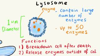 LYSOSOMES  STRUCTURE AND FUNCTION EXPLAINED FAST [upl. by Nosiaj]