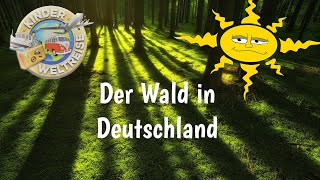 Der Wald in Deutschland alle wichtigen Daten und Fakten zum deutschen Wald [upl. by Peggir398]