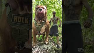 Biggest Pitbull in this World 🥵🔥  Aggressive Pitbull Hulk Huge Size Pitbull Dog 😱 shorts [upl. by Adnohsed910]