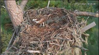 Was this Dads last visit to the nest Cornell Labs Cams 23 07 21 [upl. by Eelyac536]