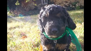 Temperament Testing for Huxley – Male Phantom Moyen Poodle Puppy  Funny Farm Poodles amp Doodles [upl. by Eneluj]