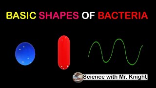 Basic Shapes of Bacteria [upl. by Mady]