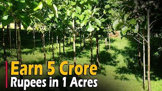 Teak wood Farming Sagwan Farming  Earn 5 Crore Rupees in 1 Acres of Land  9914549494 [upl. by Stedman]