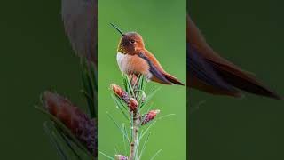 Longest migratory hummingbird shorts Rufous hummingbird [upl. by Moreland841]