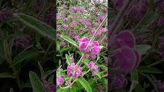 Phlomis purpurea Purple Phlomis is a Stunning Lavender from Spain 🇪🇸 lavender gardening [upl. by Eberly]