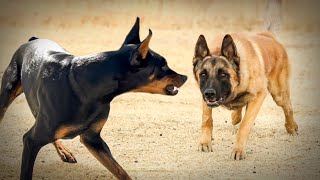 Malinois VS Doberman [upl. by Ailet]