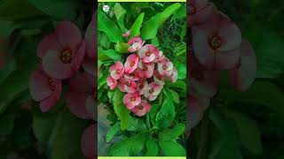 how to care for euphorbia milii plant  euphorbia care tip  plantinfo [upl. by Ecnerewal576]