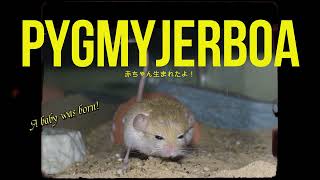 ★PygmyJerboa 生まれたよ [upl. by Mariann818]