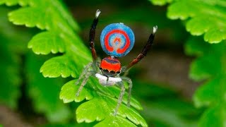 Peacock Spider 16 Maratus splendens [upl. by Dnomyad294]