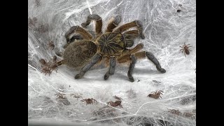 Harpactira pulchripes Golden Blue Leg Baboon 2 successful hatchings [upl. by Myrna992]