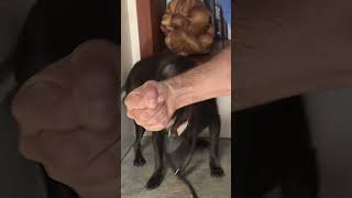 Simple Trick to Calm You Aggressive Dog in Minutes dogwhisperer shorts dog cesarmillan [upl. by Llemij]