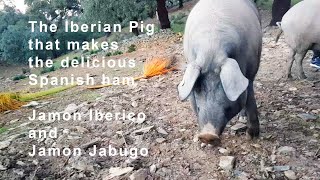 Iberian Pigs Spain May Make the Worlds Best Ham pata negra bellota jamon iberico [upl. by Zurn610]