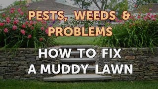 How to Fix a Muddy Lawn [upl. by Atterg]