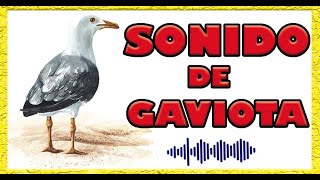 SONIDO de GAVIOTA Visión en 3D [upl. by Ennaharas]